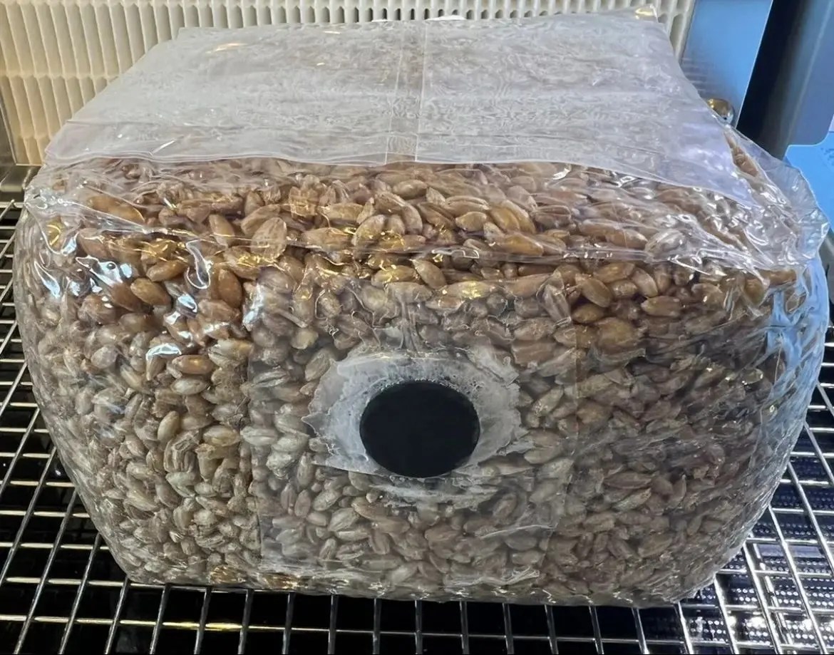 Mike's Mycology sterilized rye grain mushroom grow bag image 1