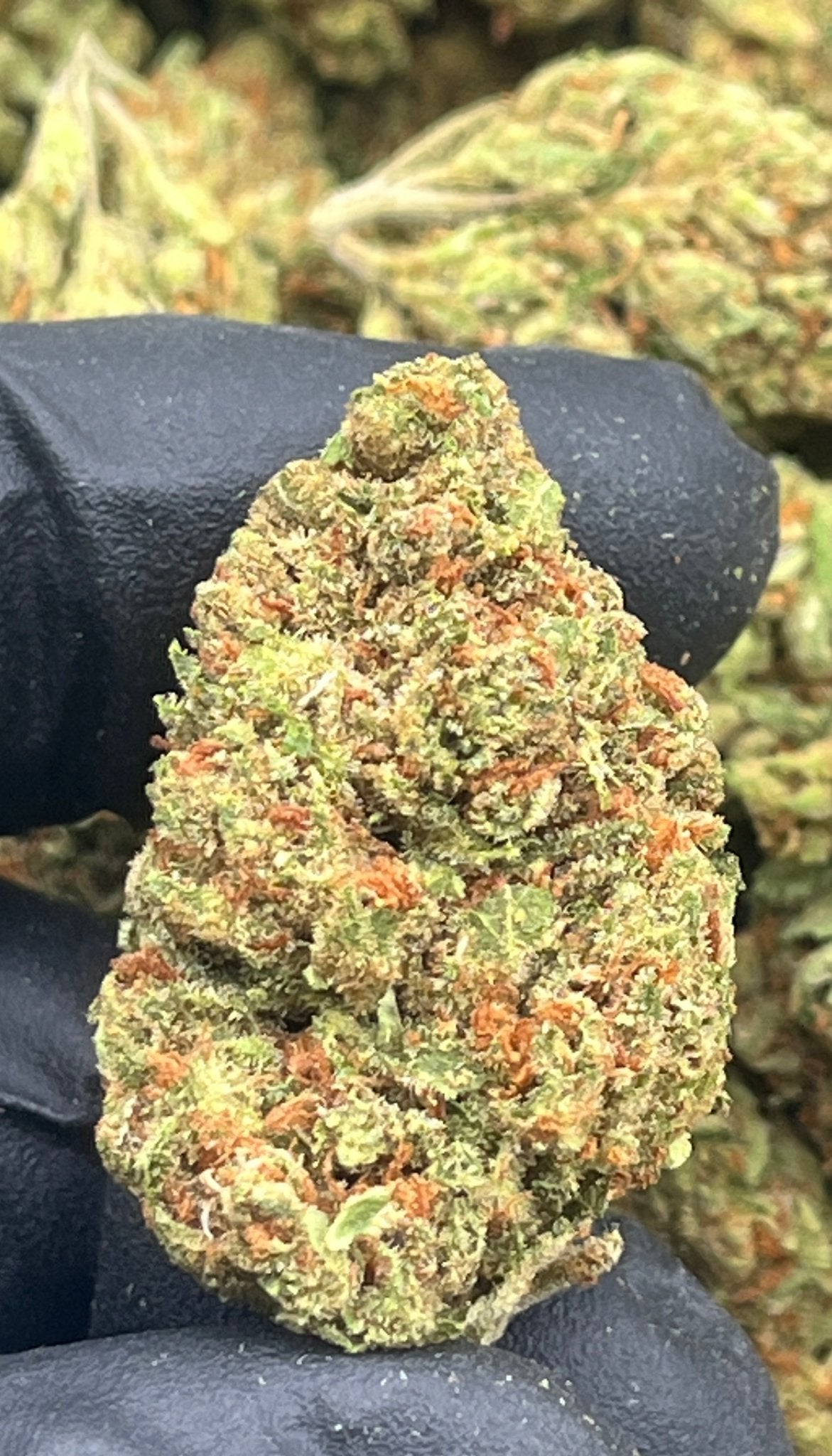Green Crack THCA Flower bulk Depz Plus exotic grade close up