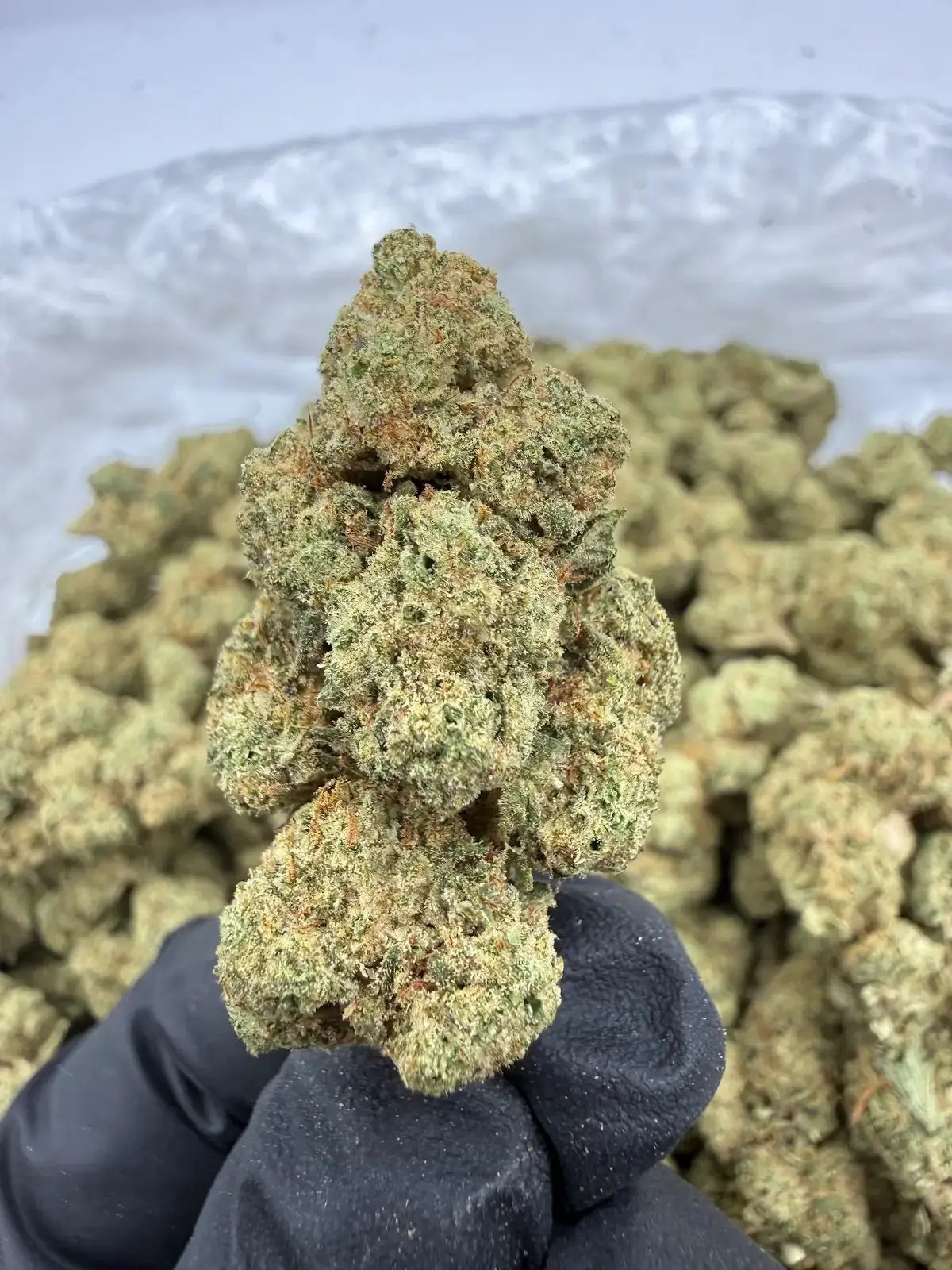 Golden Gas THCA Flower dense frosted nug