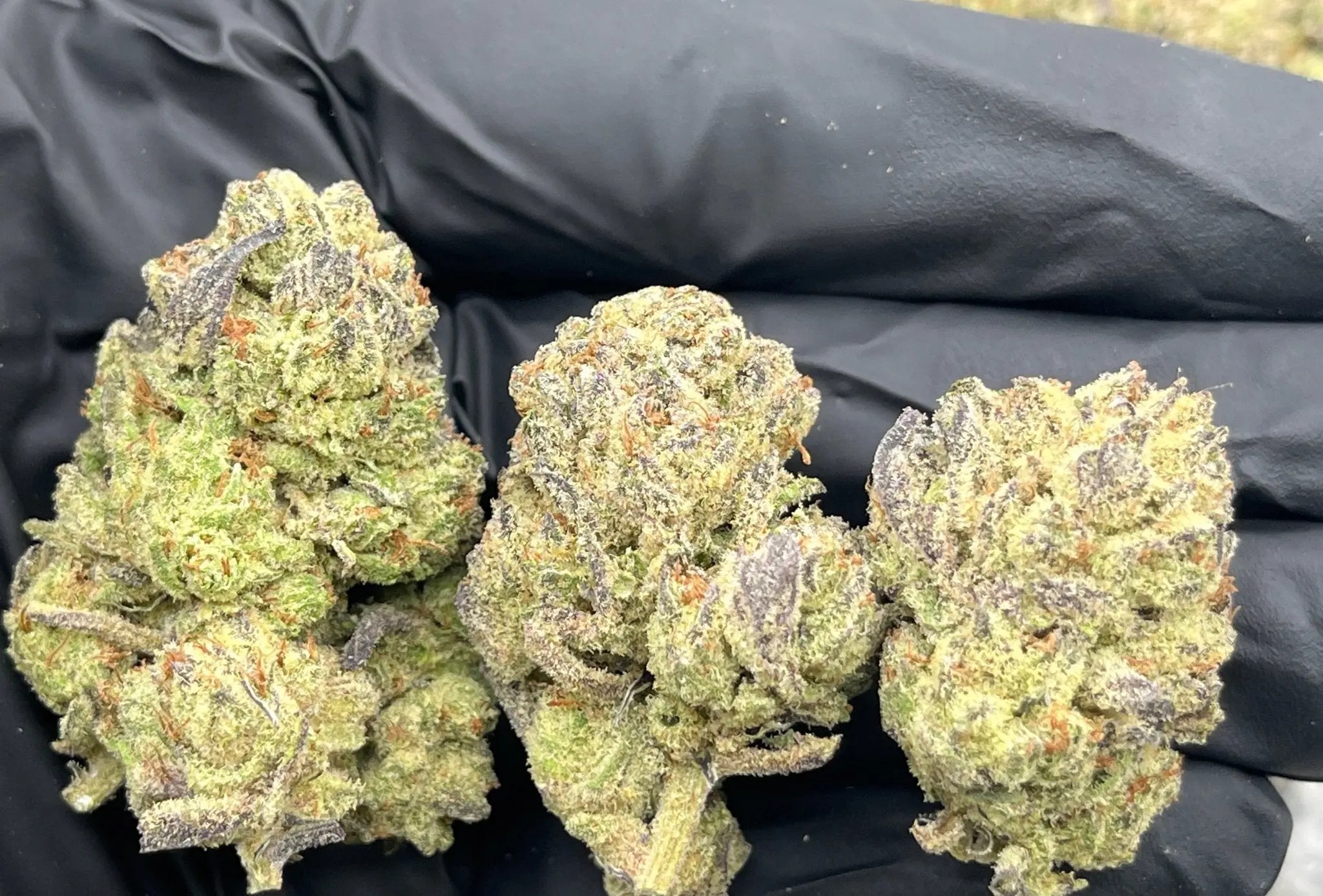 Blueberry Muffin Exotic AAA Depz Plus THCA Flower - 31.15%
