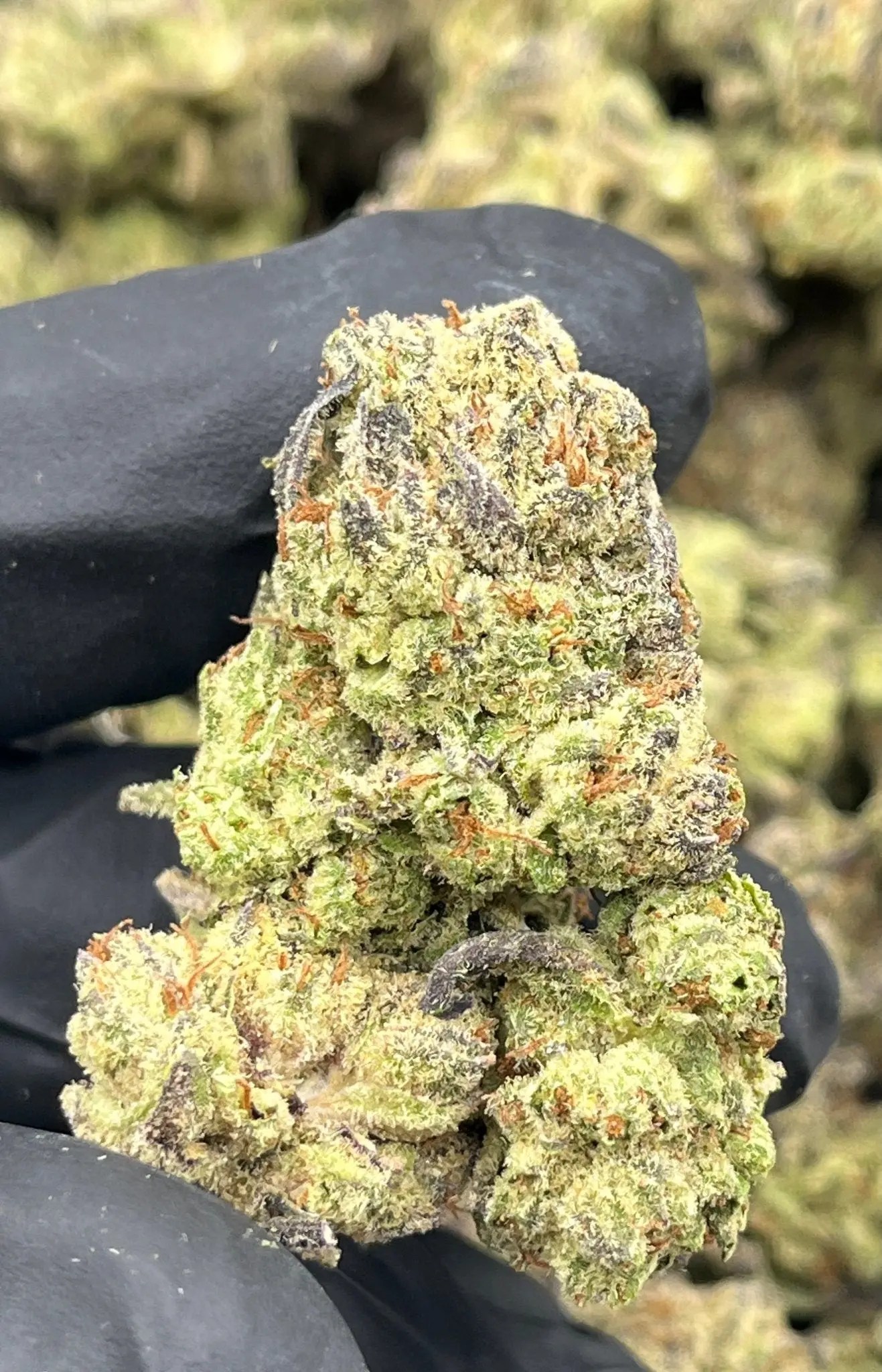 Blueberry Muffin THCA Flower bulk exotic AAA Depz