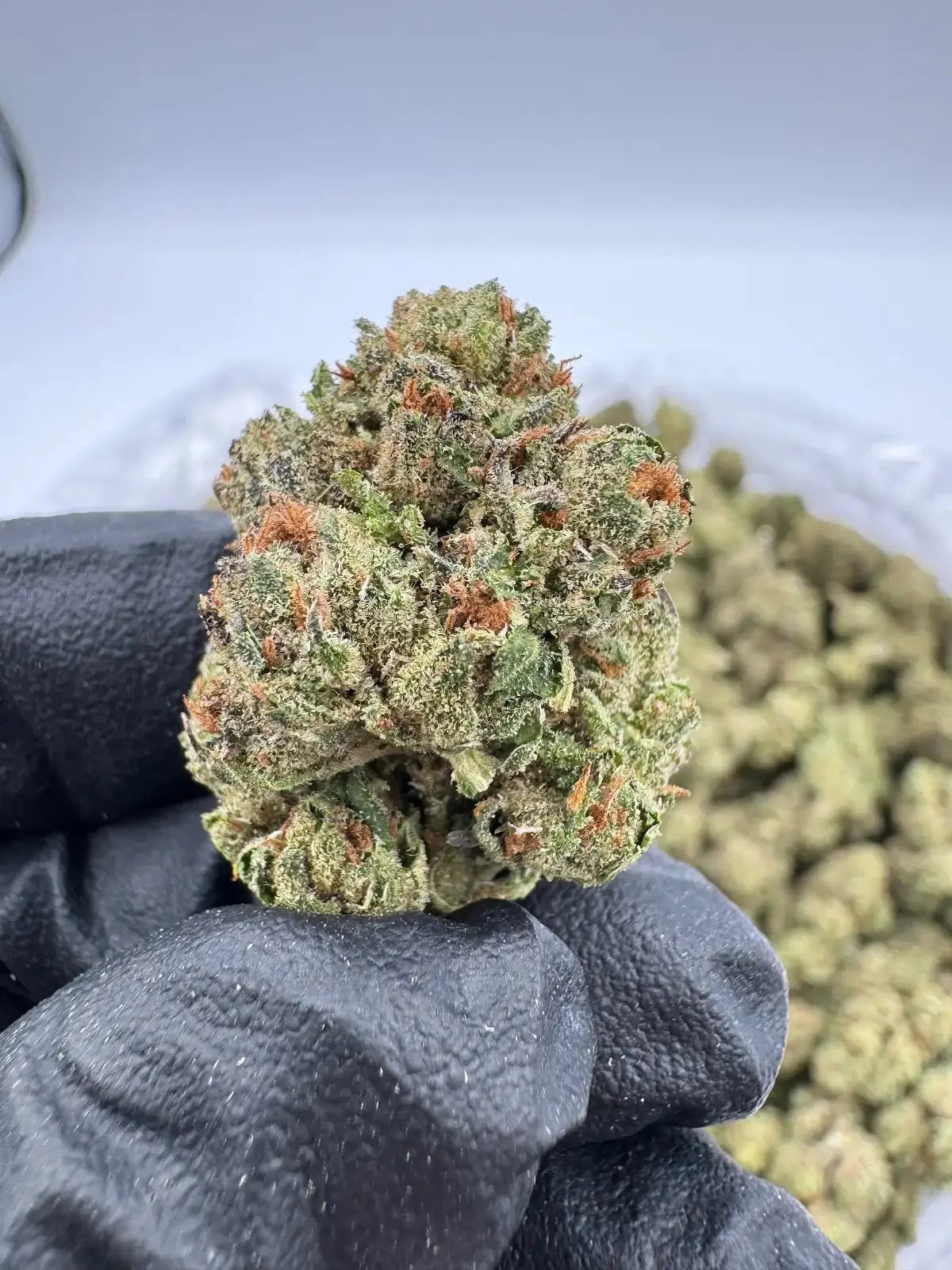 Candyland Depz THCA Flower dense frosted nug