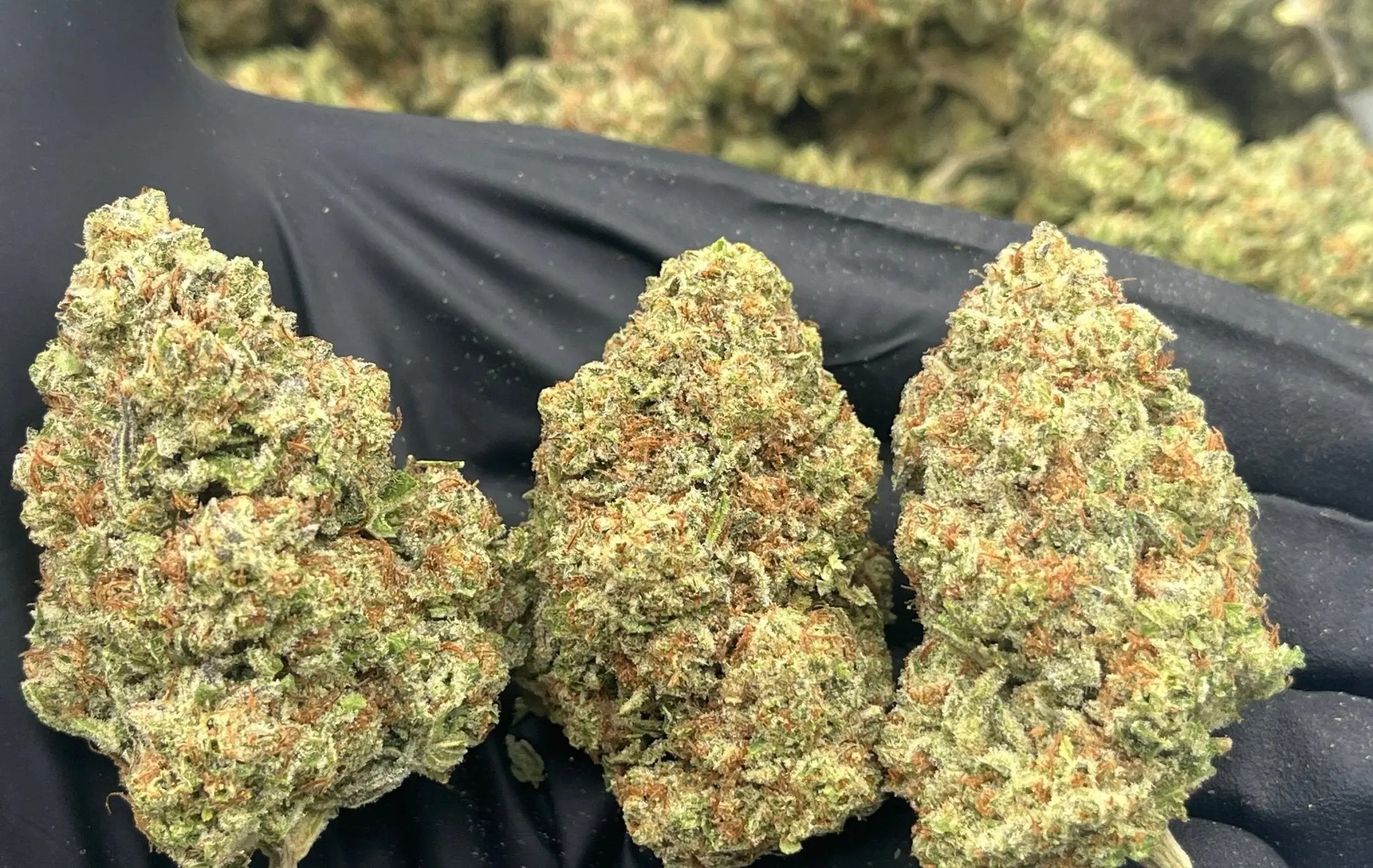 GMO Fa SHO Exotic AAA Depz Plus THCA Flower - 31.81%