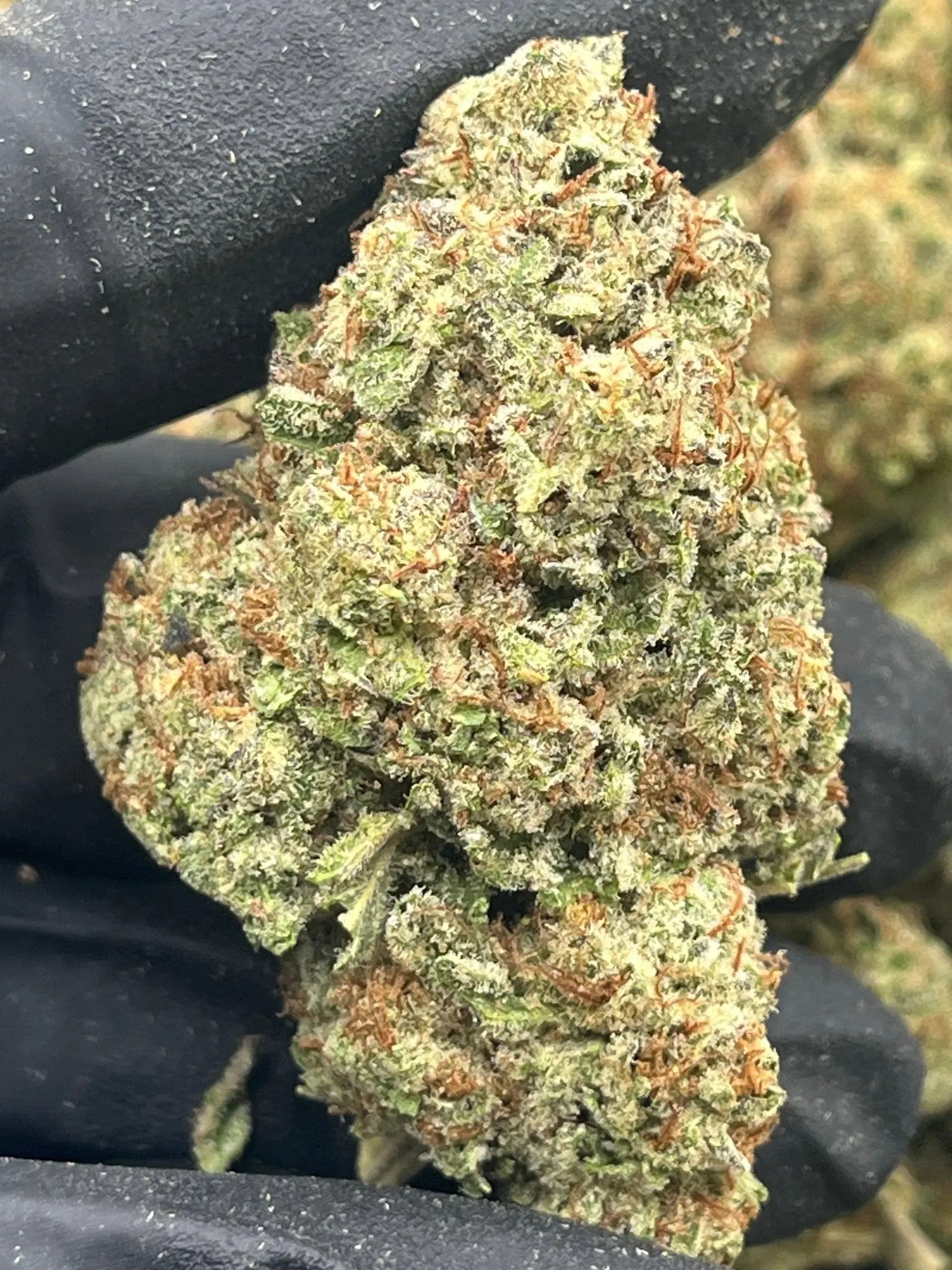 GMO Fa SHO Flower bulk exotic AAA Depz