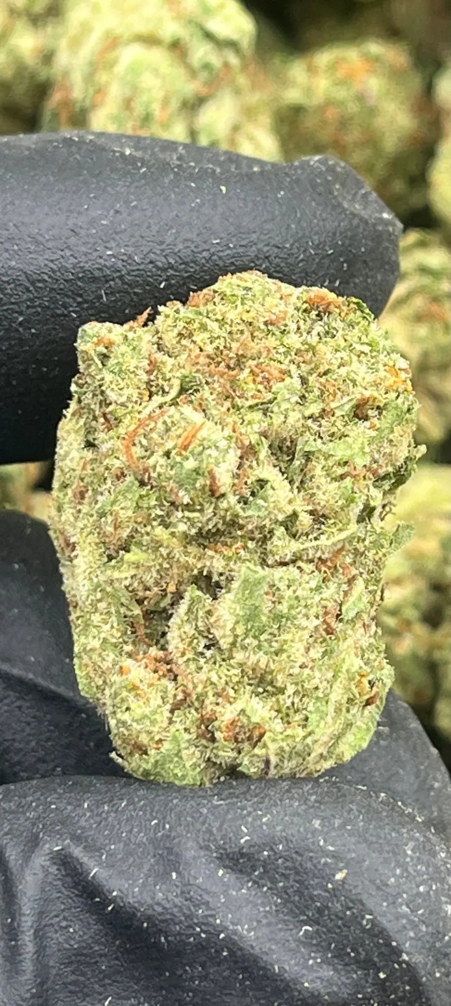 Grease Monkey THCA Flower bulk exotic AAA Depz