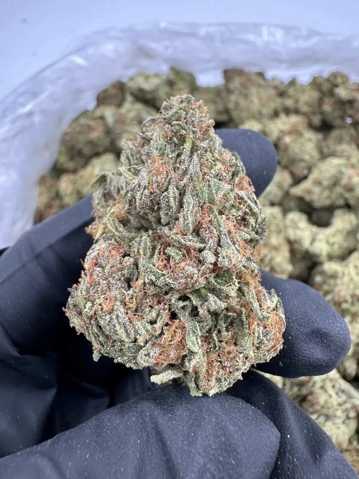 Papaya Depz THCA Flower dense frosted nug