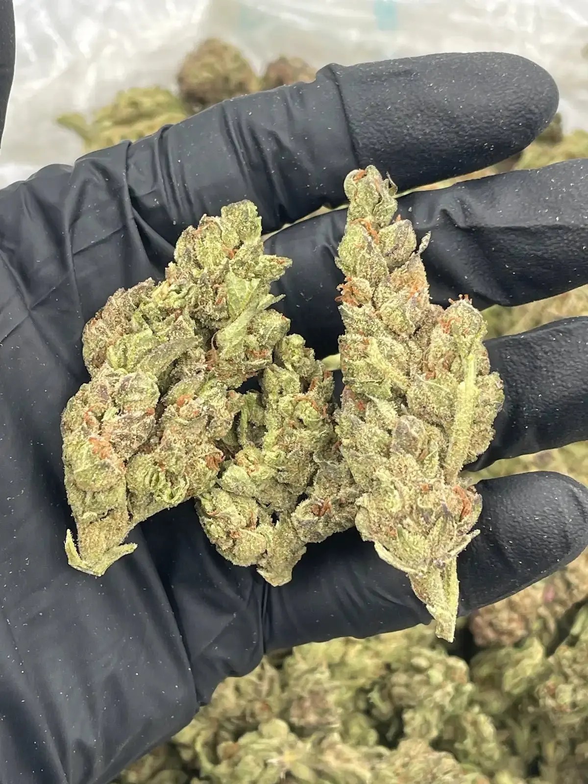Zangria Exotic AAA Depz THCA Flower - 31.48%